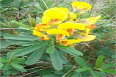 Crotalaria leschenaultii